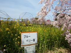 Blueberry Farm