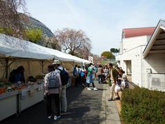 Shidare Zakura Festival with cherry blossoms in full bloom