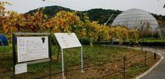 Grape garden in Fruit Park Togokusan