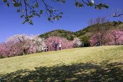 Blooming Yaebenishidare cherry blossoms with Mount Togoku in the background