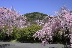 Togokusan Fruits Park in Nagoya