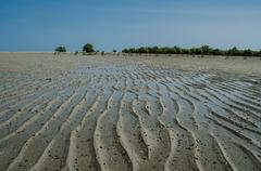 tiny mangroves rising in Marine National Park