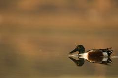 Northern Shoveler male duck in Jamnagar