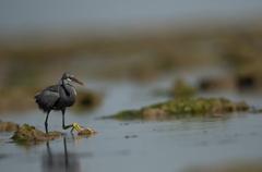 Western Reef Egret in Jamnagar