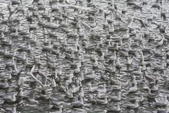 mixed flock of Slender-billed Gulls and Black-headed Gulls