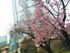 Cherry blossom in Mohri Teien