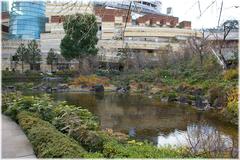 Japanese garden in autumn with a pond, stone lantern, and colorful foliage