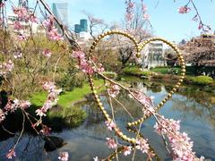 Cherry blossoms in Mori Garden with a pond