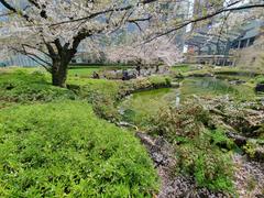 Cherry blossom in Roppongi Hills 2021