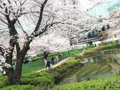 Beautiful sakura blossoms in Mohri Garden, Japan