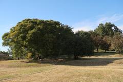 Tsudo Shiroyama Tumulus site for the film 'Kirie no Uta'