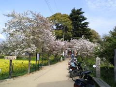 Tsudo-Shiroyama kofun in Fujiidera, Osaka