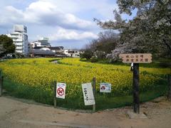 Tsudo-Shiroyama kofun in Fujiidera, Osaka