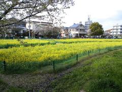 Tsudo-Shiroyama Kofun in Fujiidera, Osaka, Japan