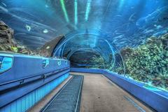 Ocean Voyager exhibit tunnel at the Georgia Aquarium