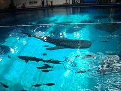 Behind the scenes tour at the Georgia Aquarium