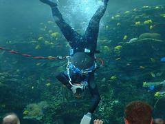 Diver cleaning acrylic at Georgia Aquarium