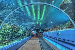 Ocean Voyager exhibit tunnel at the Georgia Aquarium