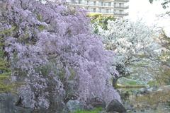 Shidare-sakura tree near the upper pond at Shirotori Garden