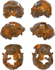 reconstruction of the Ceprano skull