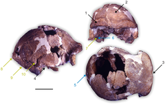 Holotype of Homo cepranensis displaying Mid-Pleistocene traits