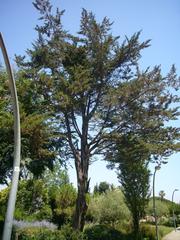 Gardens of Joan Brossa with Cupressus macrocarpa