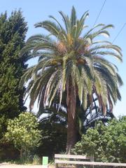 Gardens of Joan Brossa with Phoenix canariensis