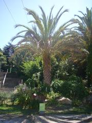 Gardens of Joan Brossa with Phoenix dactylifera date palm