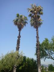 Washingtonia robusta in Gardens of Joan Brossa, Barcelona