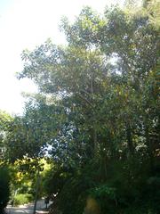 Ficus macrophylla tree in Jardins de Joan Brossa, Barcelona