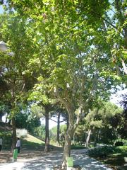 Gardens of Joan Brossa with Platanus x hispanica trees in Barcelona