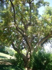 Gardens of Joan Brossa in Barcelona