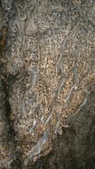 speleothem in Nietoperzowa Cave, Poland