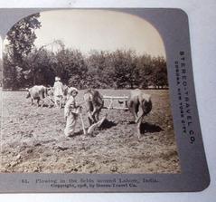 Plowing in the fields around Lahore, stereoscopic view, 1908