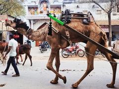 A shaved hair patterned camel walking in a Haryana village