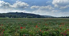 Blonia Park in summer, view to the west, Krakow, Poland