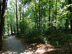 Forest path at Las Wolski in Sowiniec