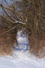 snow-covered dirt road near Wolski Forest, Kraków