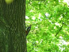 Woodpecker in Wolski Forest