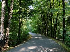 Aleja Do Kopca pathway in Las Wolski forest, Sowiniec