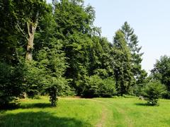 Las Wolski forest in Sowiniec on a sunny day