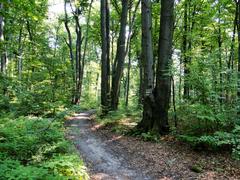 Las Wolski forest at Sowiniec in summer 2015