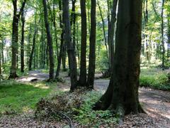 Las Wolski forest landscape