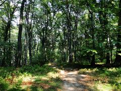 Las Wolski, Sowiniec forest path