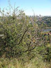 View of Dívčí Hrady in Prague overlooking Radlice