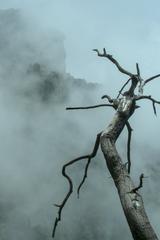 branch and fog in Parco Regionale dei Monti Lattari