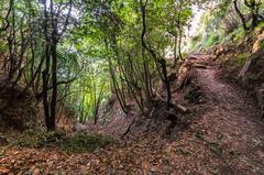 forest trail in Parco Regionale dei Monti Lattari