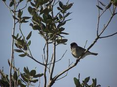 Bird on an olive tree branch