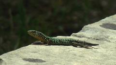 Filfola Lizard on a rock