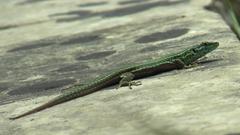 Filfola Lizard or Maltese Wall Lizard at Ta' Qali National Park